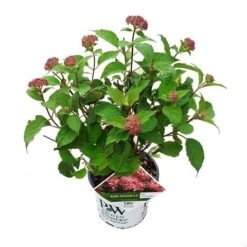 Hortensia (Hydrangea 'Ruby Annabelle') -Directplant Winkel ruby annabelle