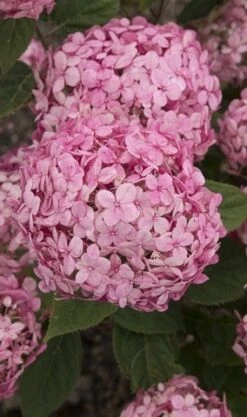 Hortensia (Hydrangea 'Ruby Annabelle') -Directplant Winkel ruby annabelle 1 1