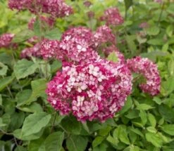 Hortensia (Hydrangea 'Ruby Annabelle') 10 Hortensia (Hydrangea 'Ruby Annabelle') -Directplant Winkel ruby annabelle 5 2
