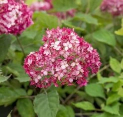 Hortensia (Hydrangea 'Ruby Annabelle') -Directplant Winkel ruby annabelle 6 1