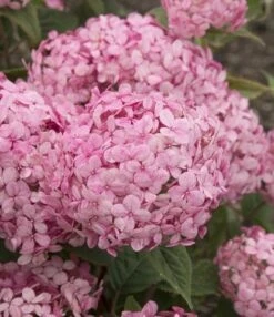 Hortensia (Hydrangea 'Ruby Annabelle') -Directplant Winkel ruby annabelle 7