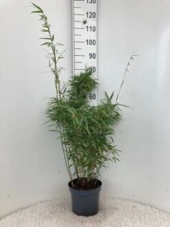 Bamboe (Fargesia Rufa) -Directplant Winkel rufa 23