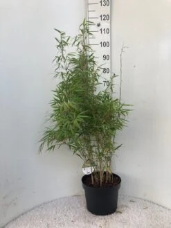 Bamboe (Fargesia Rufa) -Directplant Winkel rufa c10 1