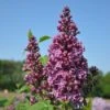 Sering (Syringa Vulgaris 'Ruhm Von Horstenstein') -Directplant Winkel ruhm von horstenstein