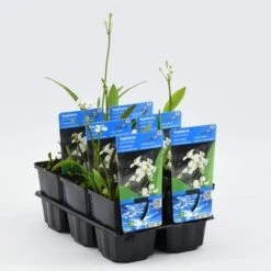 Pijlkruid (Sagittaria Graminea) 8 Pijlkruid (Sagittaria Graminea) -Directplant Winkel sagittaria graminea 20180412185803