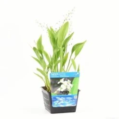 Pijlkruid (Sagittaria Graminea) 7 Pijlkruid (Sagittaria Graminea) -Directplant Winkel sagittaria graminea s e 13380 p18