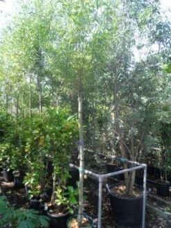 Knotwilg (Salix Alba) -Directplant Winkel salix alba 12 14 16ho cont 1