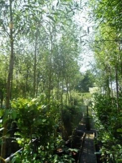 Knotwilg (Salix Alba 'Chermesina') 7 Knotwilg (Salix Alba 'Chermesina') -Directplant Winkel salix alba chermesina 10 12ho cont