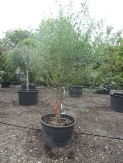 Knotwilg (Salix Alba) -Directplant Winkel salix alba halfstam c285 knot 1