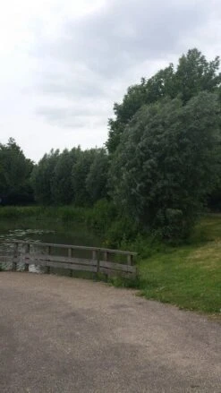 Knotwilg (Salix Alba) -Directplant Winkel salix alba knotwilg 1