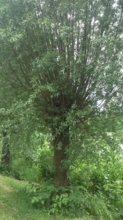 Knotwilg (Salix Alba) -Directplant Winkel salix alba knotwilg 2 1