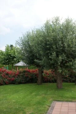 Knotwilg (Salix Alba) -Directplant Winkel salix alba knotwilg 2 1