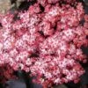 Zwarte Vlier (Sambucus Nigra 'Black Tower') -Directplant Winkel sambucus black tower flower