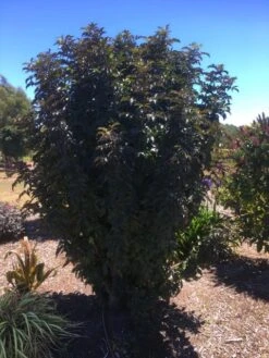 Zwarte Vlier (Sambucus Nigra 'Black Tower') -Directplant Winkel sambucus black tower 3