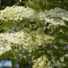 Vlier (Sambucus Nigra) -Directplant Winkel sambucus nigra 3