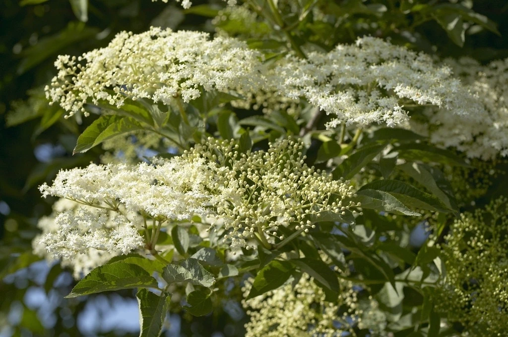 Vlier (Sambucus Nigra) 3 Vlier (Sambucus Nigra)