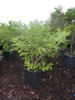 Vlier (Sambucus Nigra) -Directplant Winkel sambucus nigra 100 125 c30 3