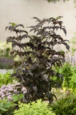 Zwarte Vlier (Sambucus Nigra 'Black Tower') -Directplant Winkel sambucus nigra black tower 0050