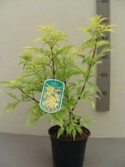 Vlier (Sambucus Racemosa 'Plumosa Aurea') -Directplant Winkel sambucus rac. plumosa aurea c2.5