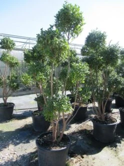 Camelia Als Bonsai (Camellia Sasanqua) -Directplant Winkel sasanquapompon01