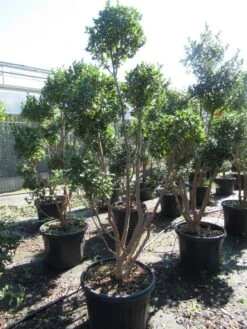 Camelia Als Bonsai (Camellia Sasanqua) -Directplant Winkel sasanquapompon03