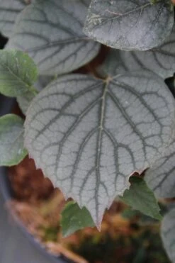 Valse Klimhortensia (Schizophragma Hydrageoides 'Moonlight') -Directplant Winkel schizophragma hydrageoides moonlight 1