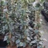 Valse Klimhortensia (Schizophragma Hydrageoides 'Moonlight') -Directplant Winkel schizophragma hydrageoides moonlight 2 1