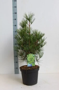 Japanse Parasolden (Sciadopitys Verticilata) -Directplant Winkel sciadopitys verticilata 50 60 cm co. 7.5l kopie