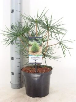Japanse Parasolden (Sciadopitys Verticilata) -Directplant Winkel sciadopitys verticillata c3 m