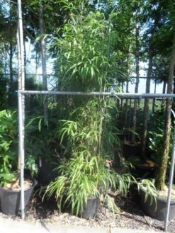 Bamboe (Semiarundinaria Fastuosa) -Directplant Winkel semiarundinaria fastuosa 200 250 c25