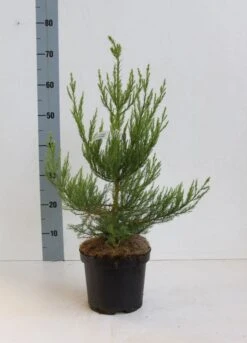 Mammoetboom (Sequoiadendron Giganteum) -Directplant Winkel seqouiadendron giganteum 40 50 co. 3l kopie