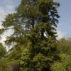 Kustmammoetboom (Sequoia Sempervirens) -Directplant Winkel sequoia sempervirens