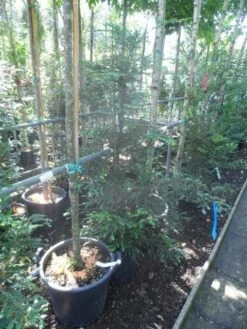 Kustmammoetboom (Sequoia Sempervirens) -Directplant Winkel sequoia sempervirens 125 150 c20