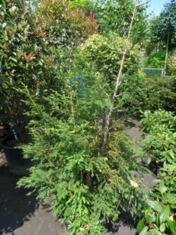 Kustmammoetboom (Sequoia Sempervirens) -Directplant Winkel sequoia sempervirens 150 175 c35