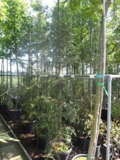 Kustmammoetboom (Sequoia Sempervirens) -Directplant Winkel sequoia sempervirens 200 250 c35 1