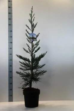 Mammoetboom (Sequoiadendron Giganteum) -Directplant Winkel sequoiadendron gig. glaucum 80 100 c7.5