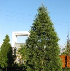 Kustmammoetboom (Sequoia Sempervirens) -Directplant Winkel sequoiadendron giganteum