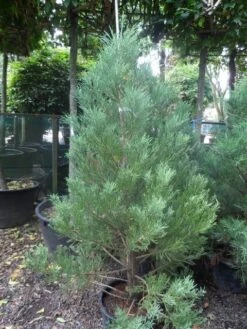 Mammoetboom (Sequoiadendron Giganteum) -Directplant Winkel sequoiadendron giganteum 150 175 c35