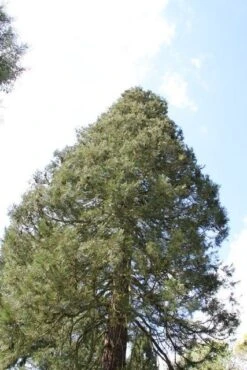 Mammoetboom (Sequoiadendron Giganteum) -Directplant Winkel sequoiadendron giganteum 1