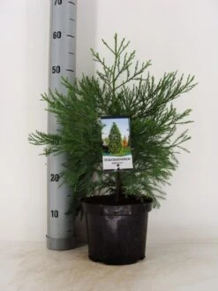 Mammoetboom (Sequoiadendron Giganteum) -Directplant Winkel sequoiadendron giganteum c3 m
