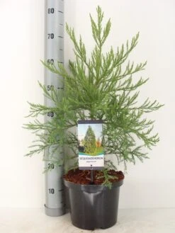 Mammoetboom (Sequoiadendron Giganteum) -Directplant Winkel sequoiadendron giganteum c5 m