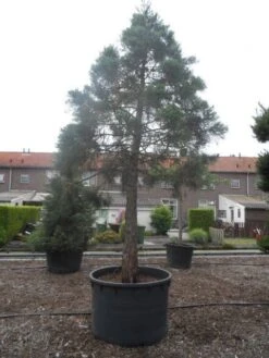 Mammoetboom (Sequoiadendron Giganteum) -Directplant Winkel sequoiadendron giganteum oude stam c1000 4