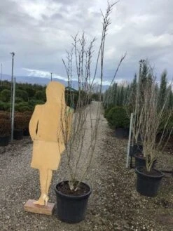 Chinese Judasboom (Cercis Chinensis 'Shirobana') -Directplant Winkel shirobana200 1