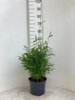 Niet Woekerende Bamboe (Fargesia Murieliae 'Simba') -Directplant Winkel simba 23