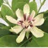 Sinocalycanthus 'Venus' -Directplant Winkel sinocalycanthus venus