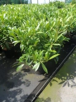 Skimmia (Skimmia Confusa 'Kew Green') -Directplant Winkel skimmia confusa kew green 40 50 60 c7 10 1
