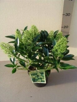 Skimmia (Skimmia Confusa 'Kew Green') -Directplant Winkel skimmia confusa kew green p17 2 1