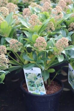 Skimmia (Skimmia Japonica 'Fragrant Cloud') -Directplant Winkel skimmia japonica fragant cloud 1