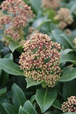 Skimmia (Skimmia Japonica 'Fragrant Cloud') -Directplant Winkel skimmia japonica fragant cloud 2 1