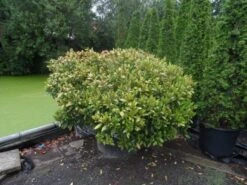 Skimmia (Skimmia Japonica 'Rubella') -Directplant Winkel skimmia japonica rubella doorsnede 180 200 aanlegkwaliteit 2